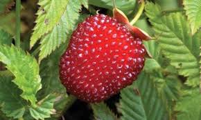 Attēlu rezultāti vaicājumam “Rubus illecebrosus”