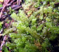 Attēlu rezultāti vaicājumam “Plagiochila porelloides”