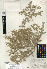 Attēlu rezultāti vaicājumam “Atriplex calotheca”