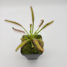 Attēlu rezultāti vaicājumam “Drosera x obovata leaf”