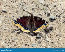 Attēlu rezultāti vaicājumam “Nymphalis xanthomelas upperside”