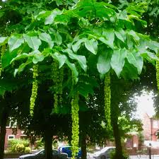 Attēlu rezultāti vaicājumam “Pterocarya fraxinifolia”