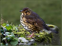 Attēlu rezultāti vaicājumam “Turdus philomelos nest”