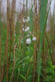 Attēlu rezultāti vaicājumam “Silene latifolia subsp. alba flower”
