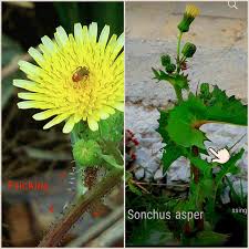Attēlu rezultāti vaicājumam “Sonchus asper flower”