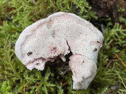 Attēlu rezultāti vaicājumam “Leptoporus mollis”