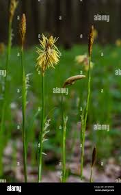 Attēlu rezultāti vaicājumam “Carex loliacea fruit”