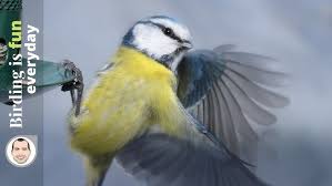 Attēlu rezultāti vaicājumam “Cyanistes caeruleus adult”