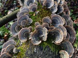 Attēlu rezultāti vaicājumam “Trametes versicolor”
