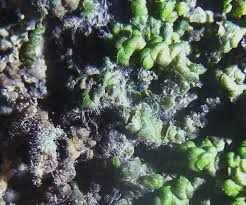 Attēlu rezultāti vaicājumam “Octosporella jungermanniarum”