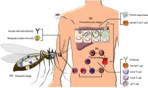 Attēlu rezultāti vaicājumam “Enteridium variabile plasmodium”