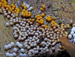 Attēlu rezultāti vaicājumam “Gulielmina vermicularis macro”