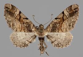 Attēlu rezultāti vaicājumam “Eupithecia sinuosaria”