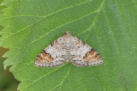 Attēlu rezultāti vaicājumam “Venusia blomeri”