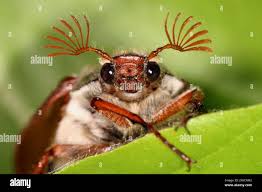 Attēlu rezultāti vaicājumam “Melolontha melolontha”