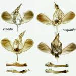 Attēlu rezultāti vaicājumam “Ypsolopha sequella”