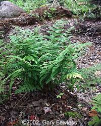 Attēlu rezultāti vaicājumam “Dryopteris carthusiana”