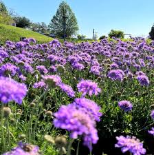 Image result for Scabiosa col.`Butterfly Blue`