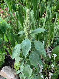 Attēlu rezultāti vaicājumam “Amaranthus retroflexus flower”