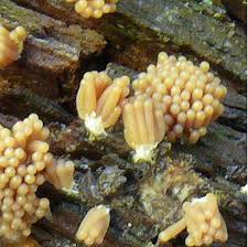 Attēlu rezultāti vaicājumam “Heterotrichia obvelata (syn. Arcyria obvelata) young”