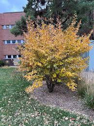 Attēlu rezultāti vaicājumam “Hamamelis virginiana”