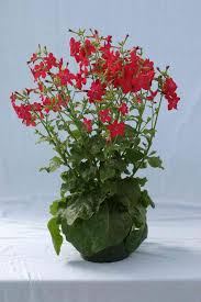 Image result for Nicotiana x sanderae `Perfume`F1