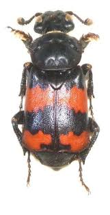 Attēlu rezultāti vaicājumam “Nicrophorus investigator imago”