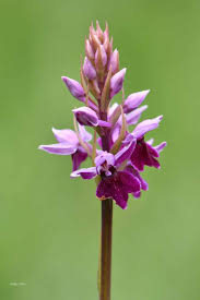 Attēlu rezultāti vaicājumam “Dactylorhiza fuchsii bud”