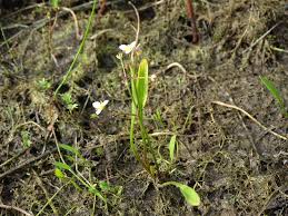 Attēlu rezultāti vaicājumam “Alisma gramineum”