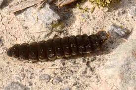 Attēlu rezultāti vaicājumam “Cantharis rustica”