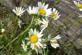 Attēlu rezultāti vaicājumam “Leucanthemum vulgare leaf”