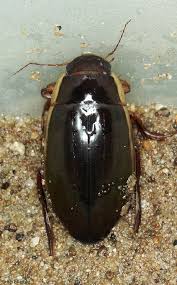 Attēlu rezultāti vaicājumam “Dytiscus dimidiatus”