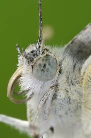 Attēlu rezultāti vaicājumam “Pieris rapae”