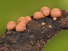 Attēlu rezultāti vaicājumam “Lycogala succineum”