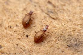 Attēlu rezultāti vaicājumam “Latridiidae”