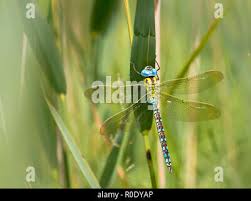 Attēlu rezultāti vaicājumam “Aeshna viridis”