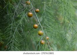 Attēlu rezultāti vaicājumam “Asparagus officinalis fruit”