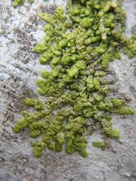 Attēlu rezultāti vaicājumam “Radula complanata sporophyte”