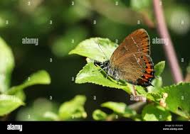Attēlu rezultāti vaicājumam “Satyrium pruni”