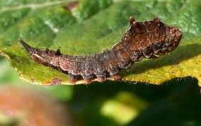 Attēlu rezultāti vaicājumam “Falcaria lacertinaria”