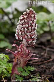 Attēlu rezultāti vaicājumam “Petasites hybridus flower”