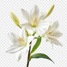 Image result for Lilie