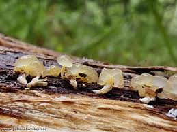 Attēlu rezultāti vaicājumam “Calocera glossoides”