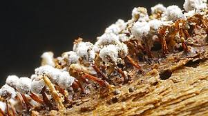 Attēlu rezultāti vaicājumam “Didymium crustaceum”