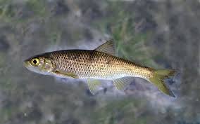 Image result for Squalius vardarensis