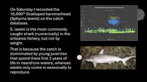 Image result for Callorhinchus capensis