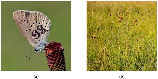Attēlu rezultāti vaicājumam “Maculinea teleius underside”