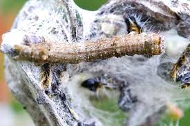 Attēlu rezultāti vaicājumam “Allophyes oxyacanthae”