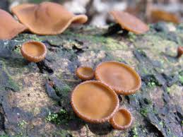 Attēlu rezultāti vaicājumam “Rutstroemia firma”