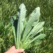 Attēlu rezultāti vaicājumam “Lactuca serriola”